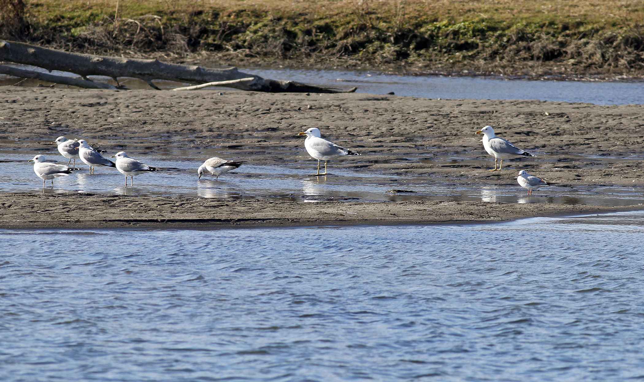 Caspian Gull